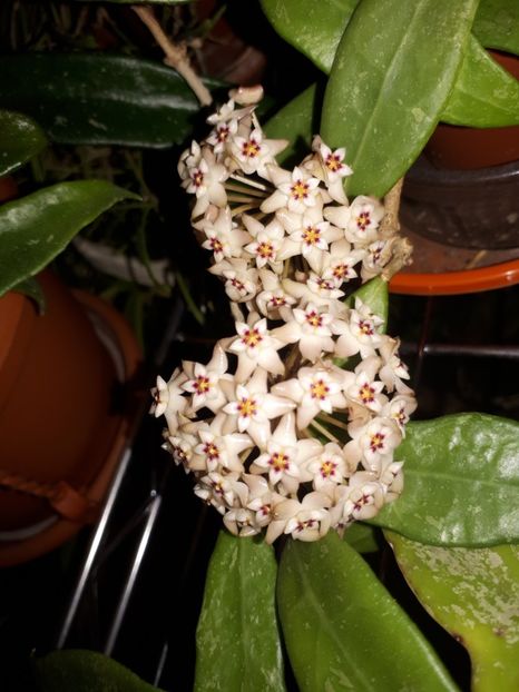  - Hoya Acuta aff White