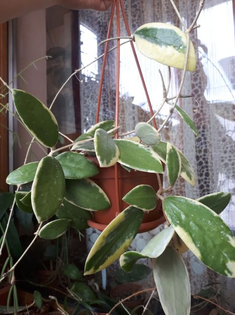 Mai 2020 - Hoya Verticilliata albomarginata