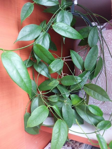 Mai 2020 - Hoya Vitiensis