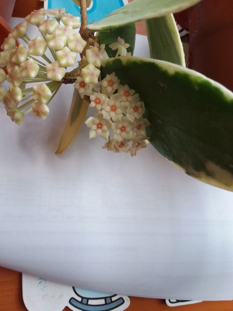  - Hoya Verticilliata albomarginata