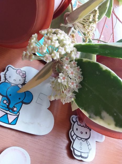  - Hoya Verticilliata albomarginata