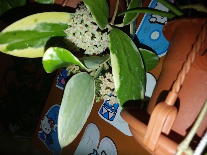  - Hoya Verticilliata albomarginata