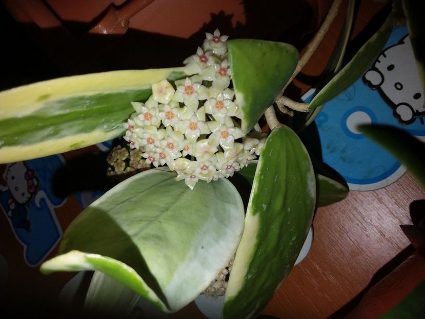  - Hoya Verticilliata albomarginata