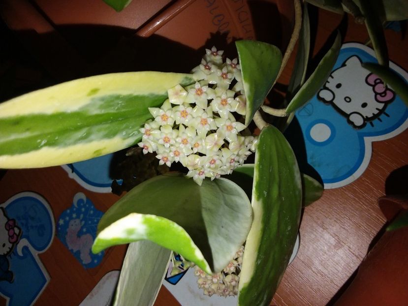  - Hoya Verticilliata albomarginata