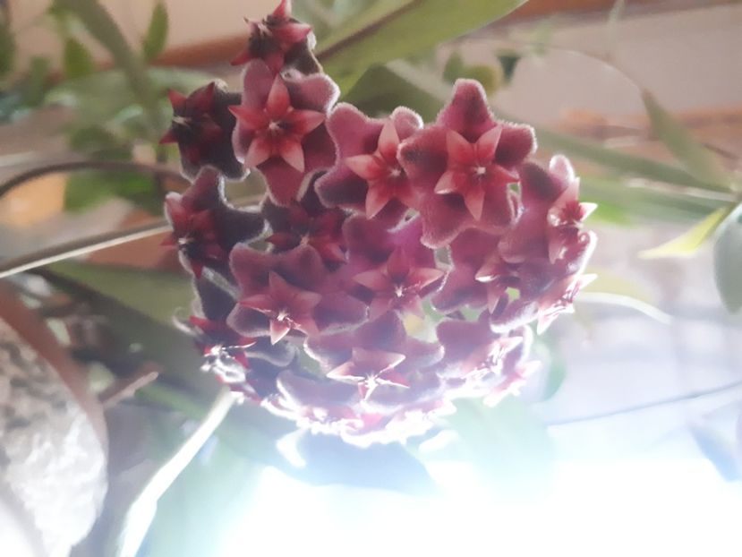 16.03.2020 - Hoya pubicalyx RHP