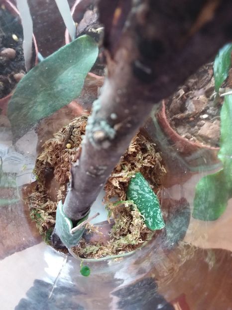 Mai 2020 - Hoya imbricata