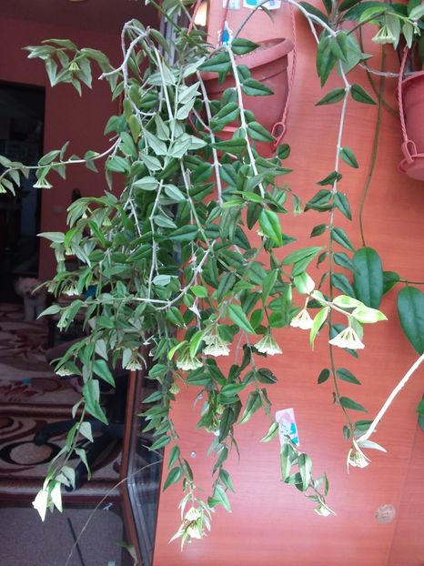 Mai 2020 - Hoya Bella