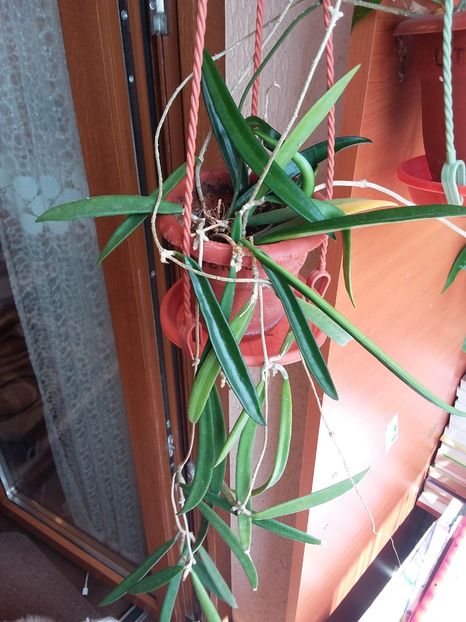 Mai 2020 - Hoya Sherphedii