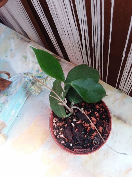 Mai 2020 - Hoya ischnopus