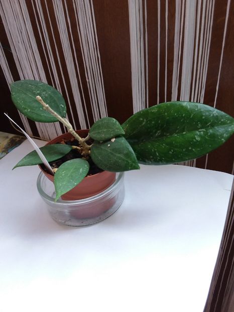 Mai 2020 - Hoya hanhiae pink