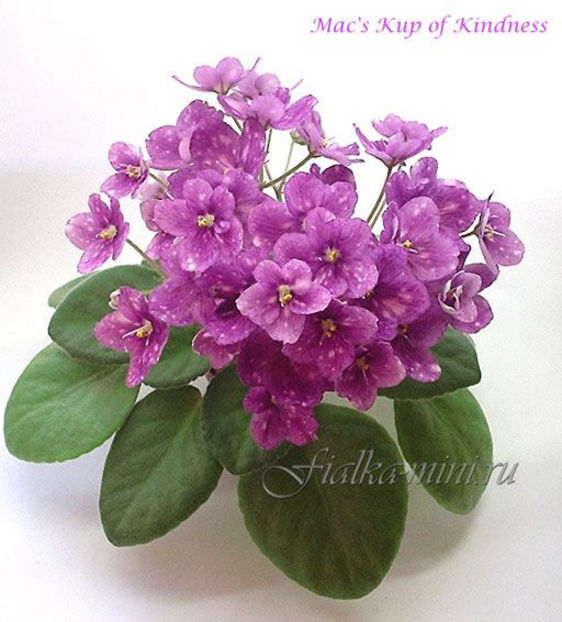 Mac s kup o kindness - 01 Disponibile Iunie 2021