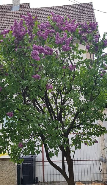 Copacul liliac - Conifere si arbusti