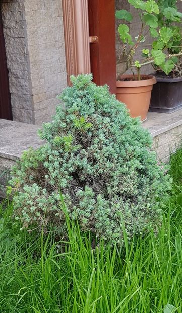 Picea glauca - Conifere si arbusti