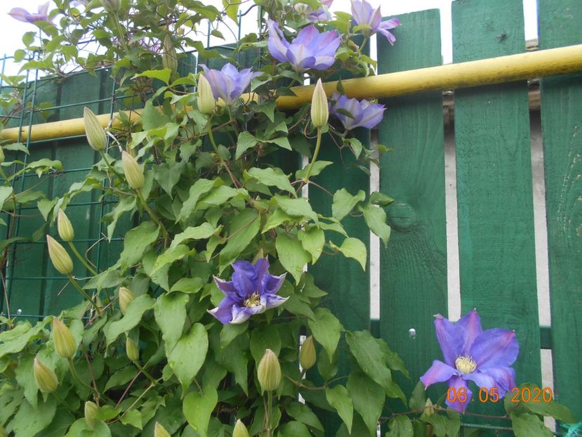  - 1Clematite 2020