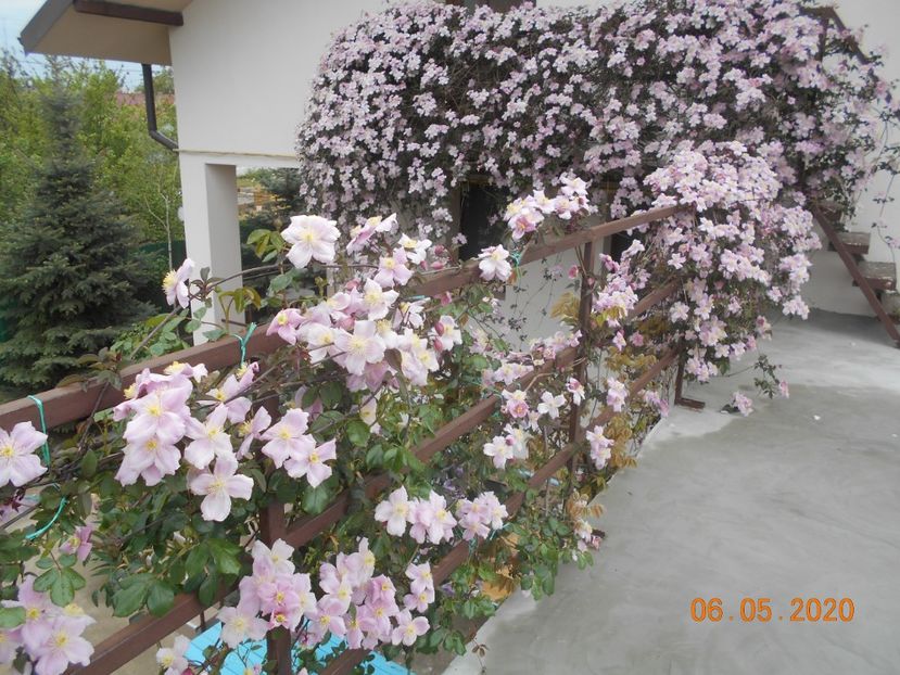  - 1Clematite 2020
