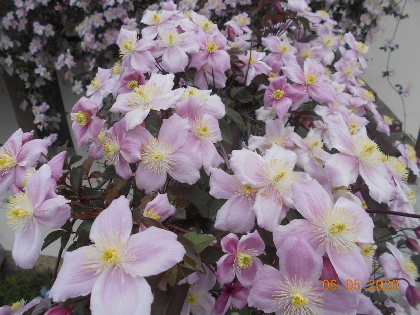  - 1Clematite 2020