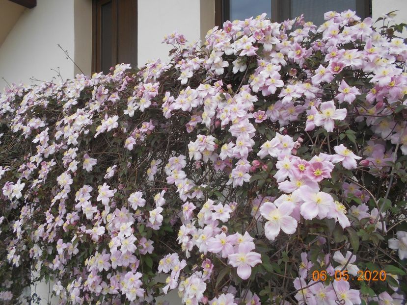  - 1Clematite 2020