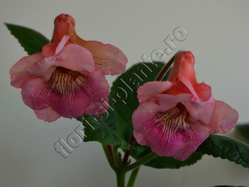Sinningia EW s Hercules - GLOXINIA-SINNINGIA _COLECTIA 2020_2024