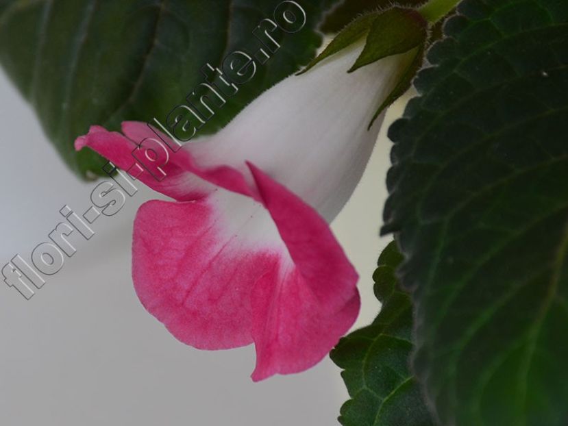Sinningia Luci s Sweet Pink - GLOXINIA-SINNINGIA _COLECTIA 2020_2024