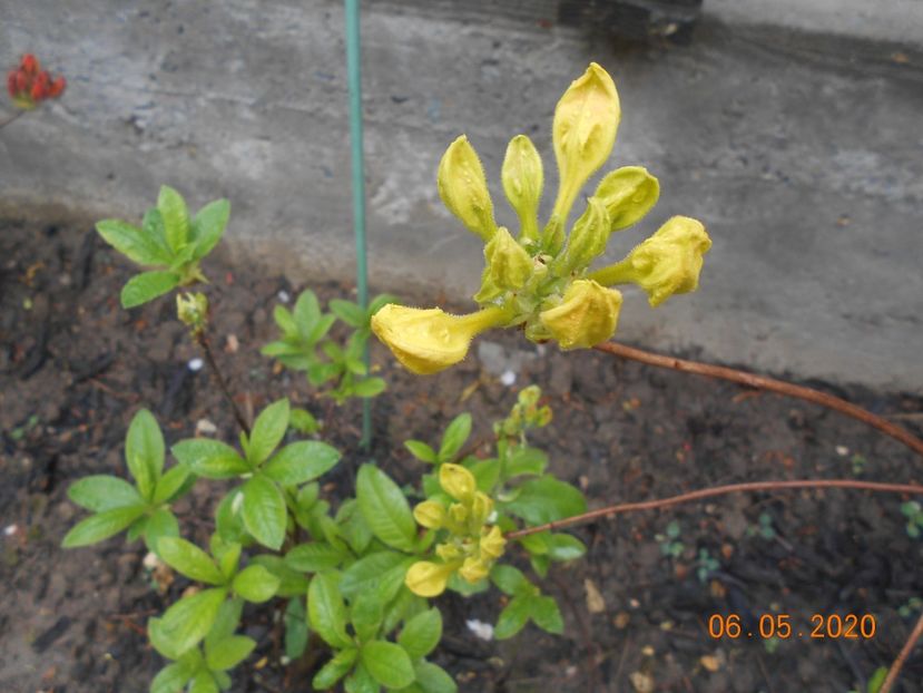 Azalea Goldtopas - 1Azalee-rhododendroni-heleborusi-hortensii-hoste 2020