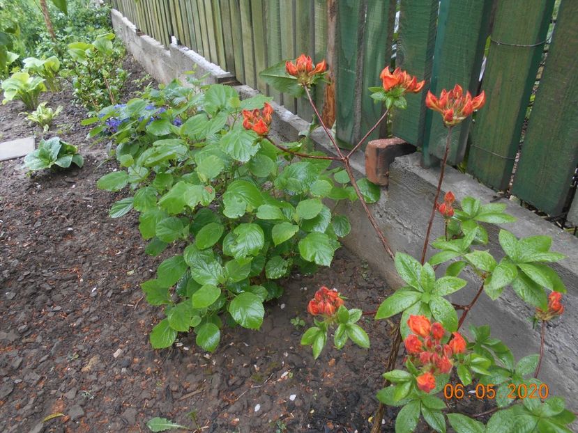  - 1Azalee-rhododendroni-heleborusi-hortensii-hoste 2020