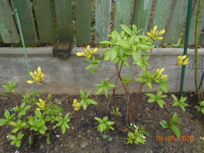  - 1Azalee-rhododendroni-heleborusi-hortensii-hoste 2020