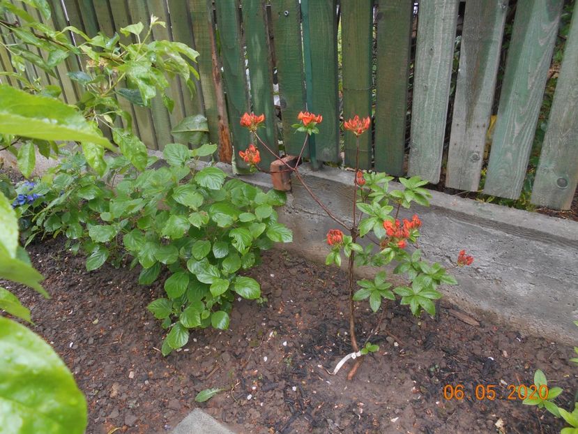  - 1Azalee-rhododendroni-heleborusi-hortensii-hoste 2020