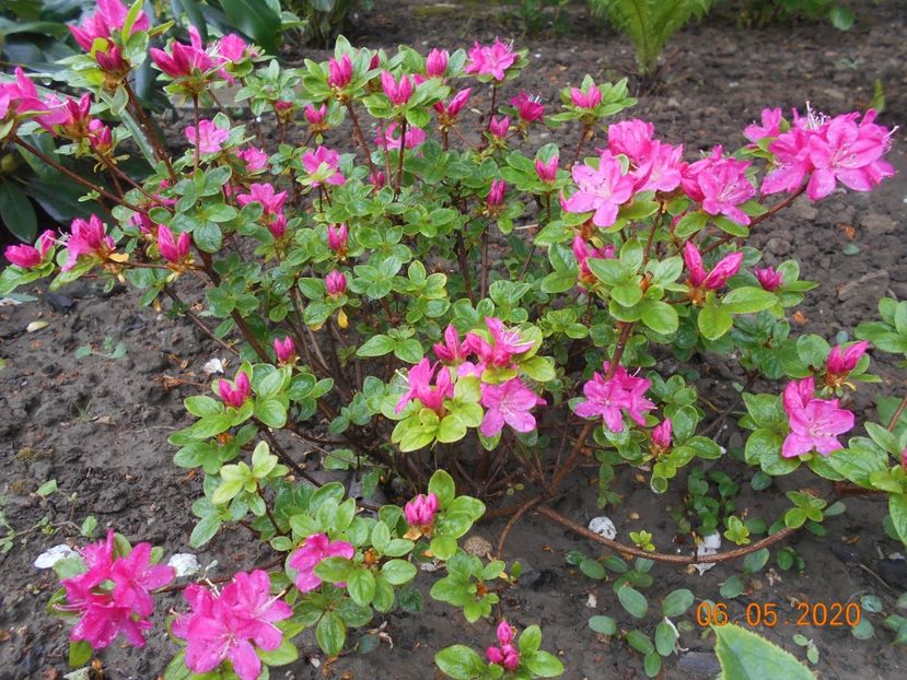  - 1Azalee-rhododendroni-heleborusi-hortensii-hoste 2020