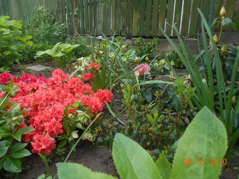  - 1Azalee-rhododendroni-heleborusi-hortensii-hoste 2020