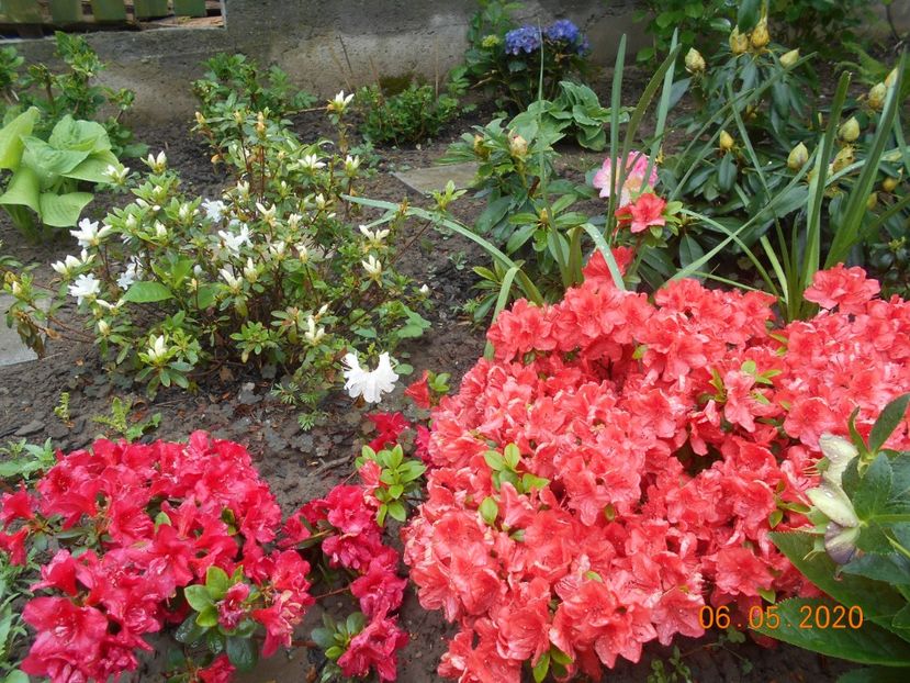  - 1Azalee-rhododendroni-heleborusi-hortensii-hoste 2020