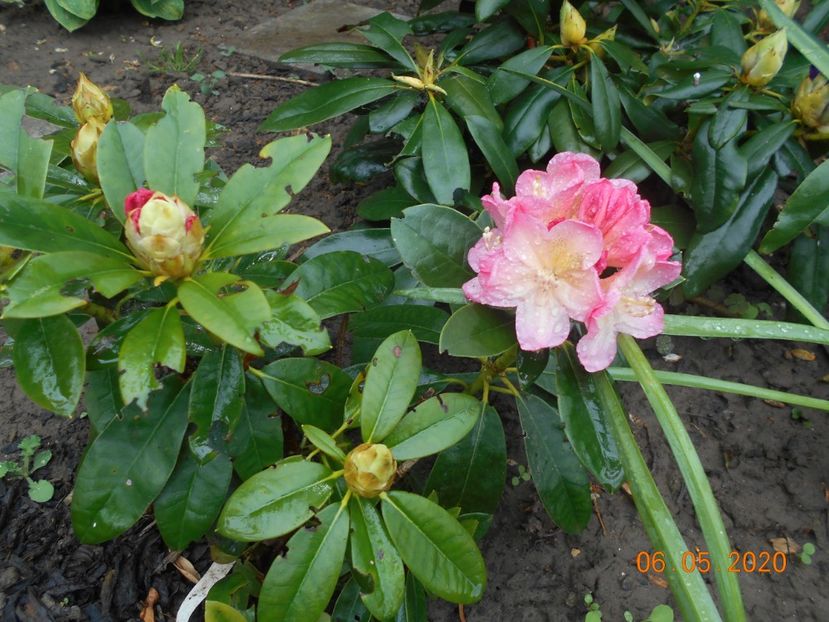  - 1Azalee-rhododendroni-heleborusi-hortensii-hoste 2020