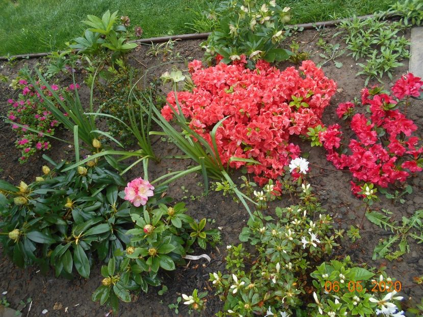  - 1Azalee-rhododendroni-heleborusi-hortensii-hoste 2020