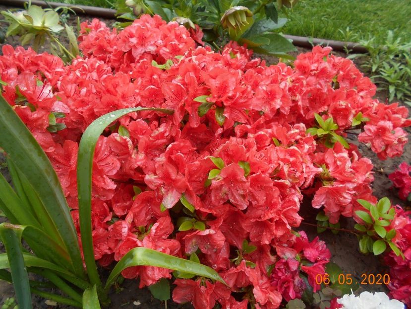 Azalea Orange Beauty - 1Azalee-rhododendroni-heleborusi-hortensii-hoste 2020