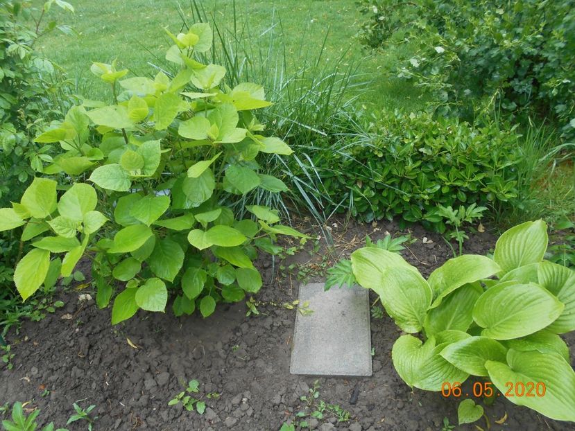  - 1Azalee-rhododendroni-heleborusi-hortensii-hoste 2020