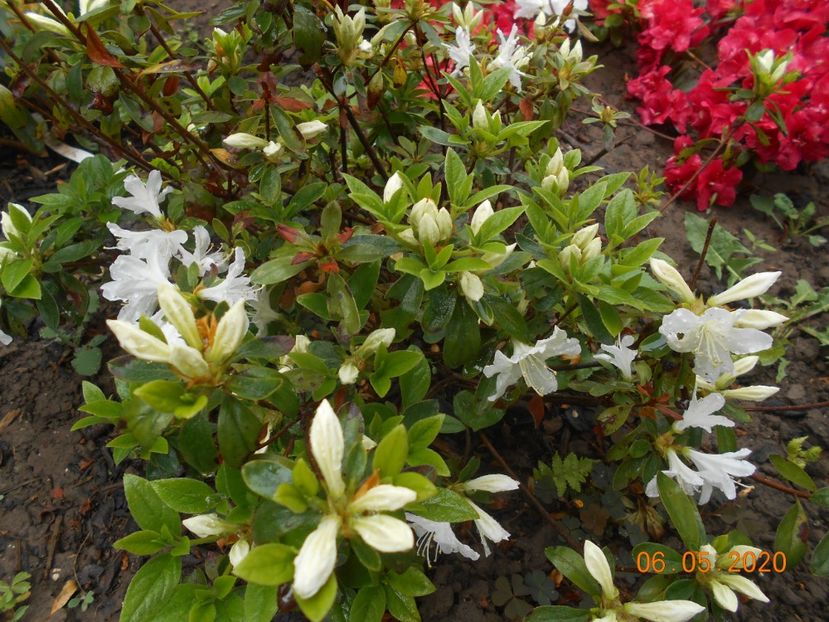 Azalea Adonis - 1Azalee-rhododendroni-heleborusi-hortensii-hoste 2020