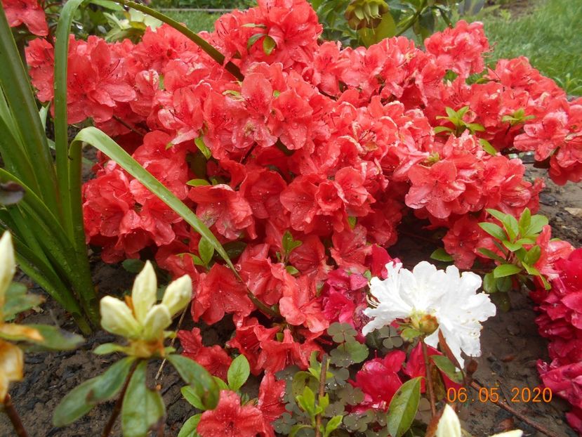  - 1Azalee-rhododendroni-heleborusi-hortensii-hoste 2020