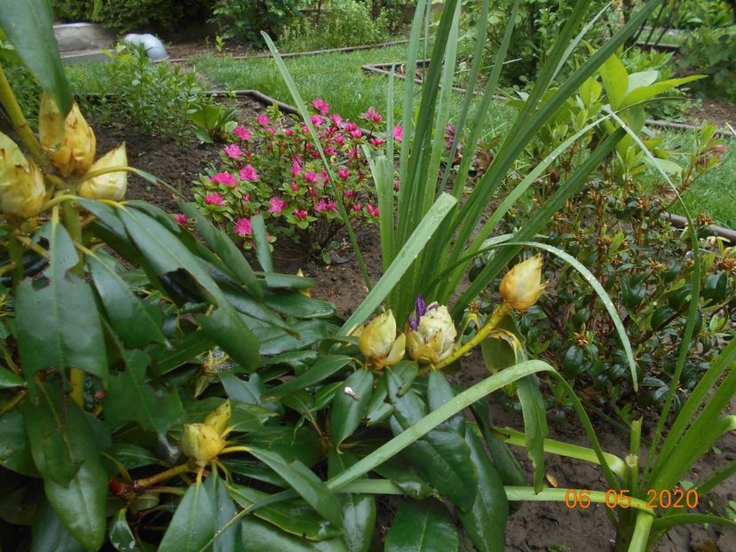  - 1Azalee-rhododendroni-heleborusi-hortensii-hoste 2020