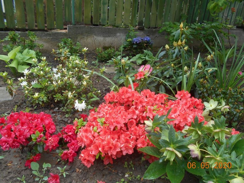  - 1Azalee-rhododendroni-heleborusi-hortensii-hoste 2020