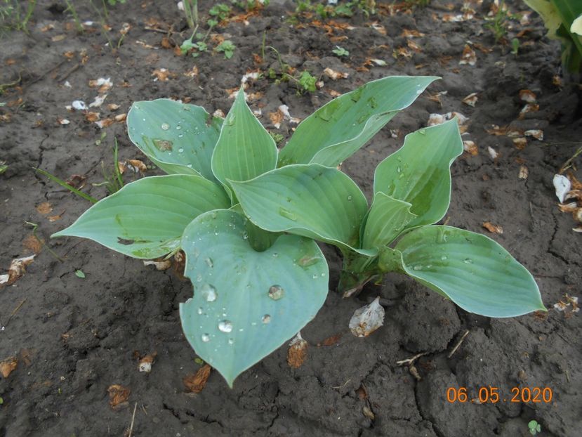  - 1Azalee-rhododendroni-heleborusi-hortensii-hoste 2020