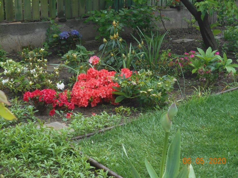  - 1Azalee-rhododendroni-heleborusi-hortensii-hoste 2020