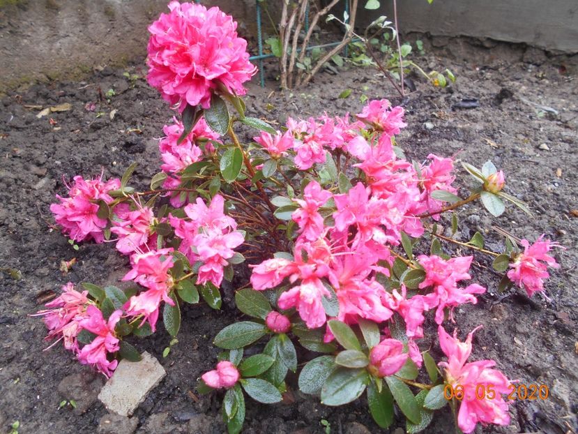 Azalea Isabel - 1Azalee-rhododendroni-heleborusi-hortensii-hoste 2020