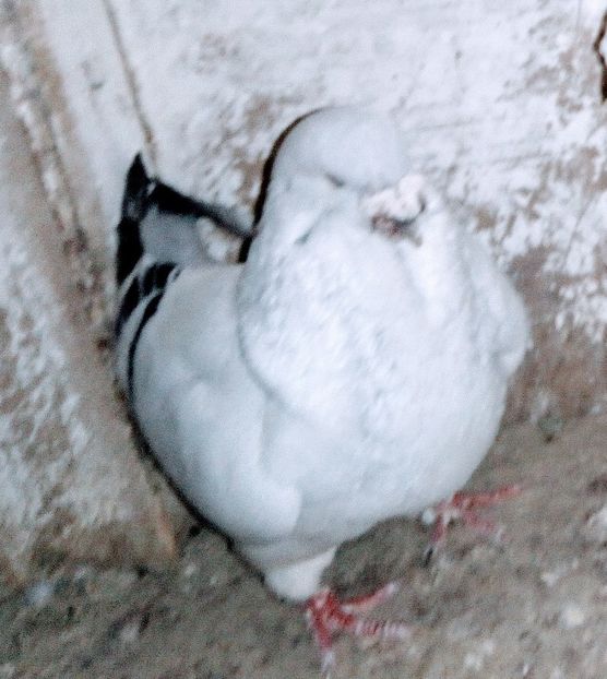  - - A - A - A - A- W A R N I N G !