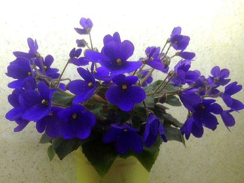 Poză net - Baby Jay