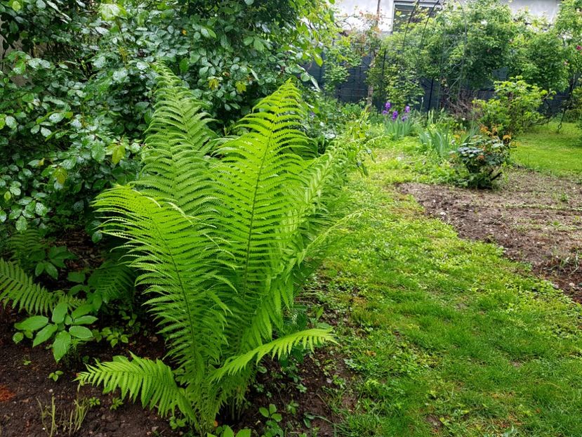  - 2020 Mart-Apr_Idilic garden