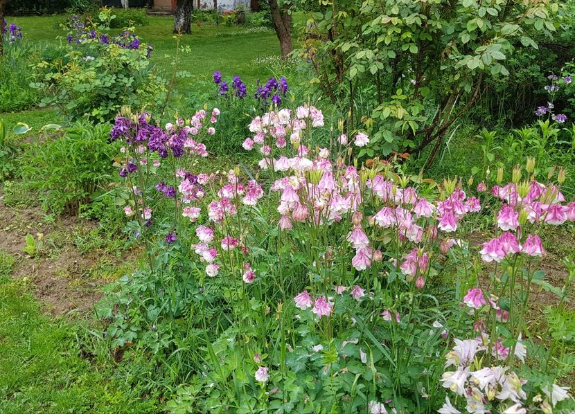  - 2020 Mart-Apr_Idilic garden