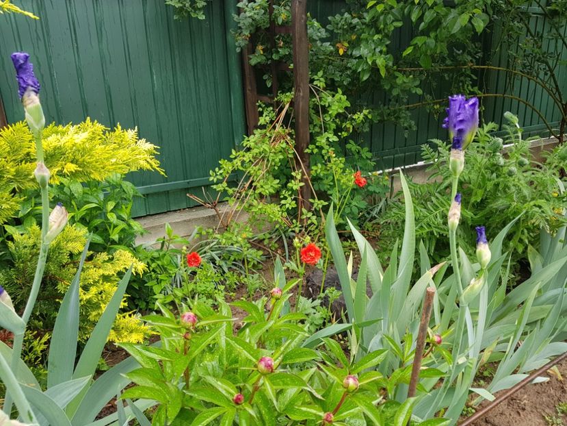  - 2020 Mart-Apr_Idilic garden