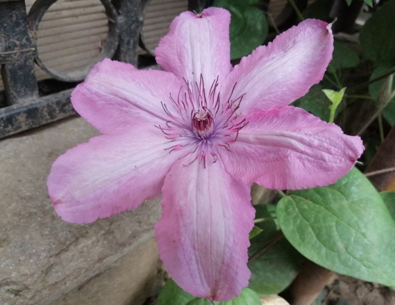 clematis Bieszczady - 2020 clematite