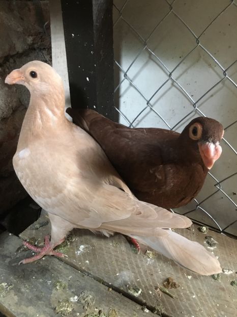 Galben P7, Roșu P9 - Pui 2020