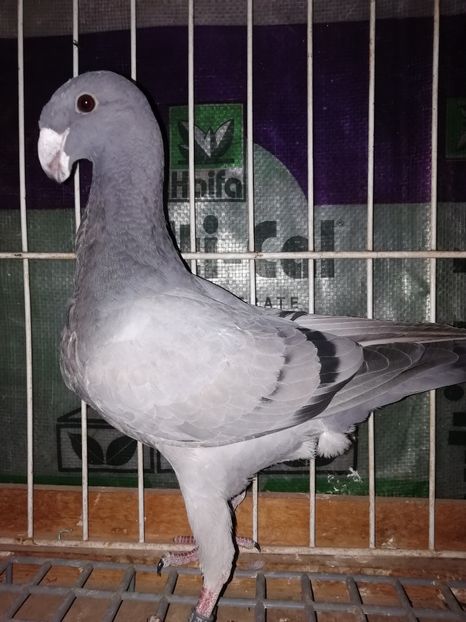 2FF472F7-A2A5-46C8-9081-598DEC8F35FB - Tineret 2020