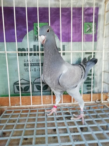 DB9321BE-149E-4FE9-8E03-A901BDBE85EE - Tineret 2020